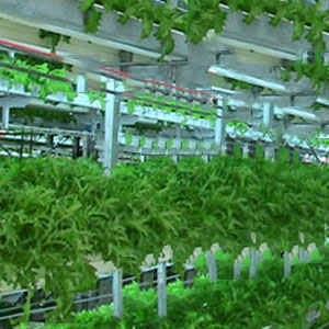 Multi-level and vertical farming with GLS Nano tech grow lights