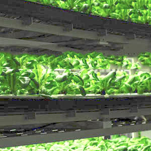 4 multi-levels of indoor vertical farming 